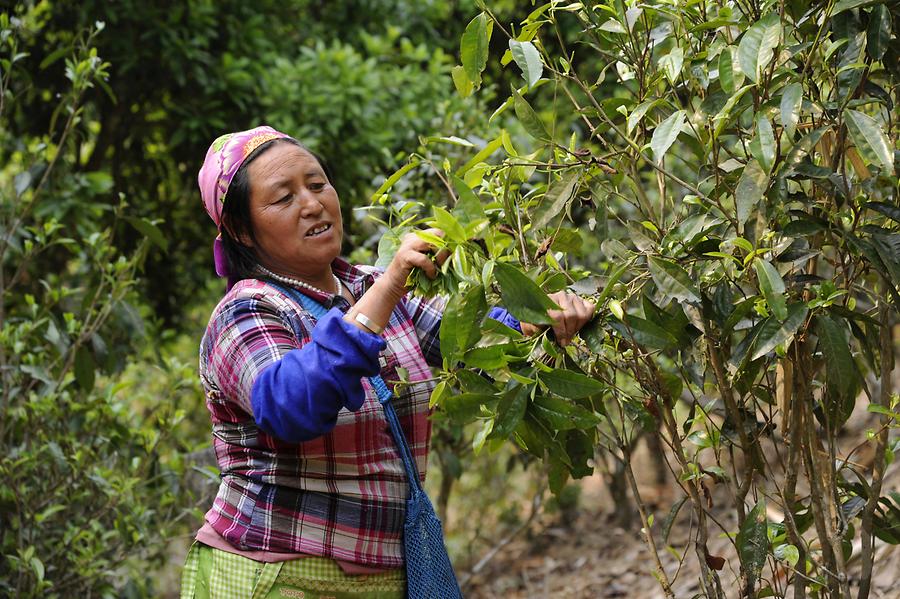 Tea Picker