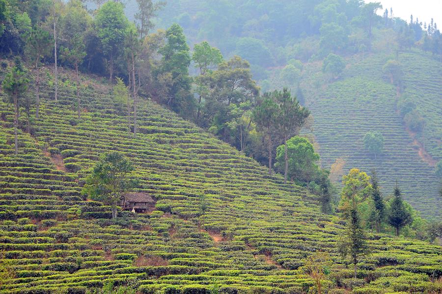 Tea Plantation