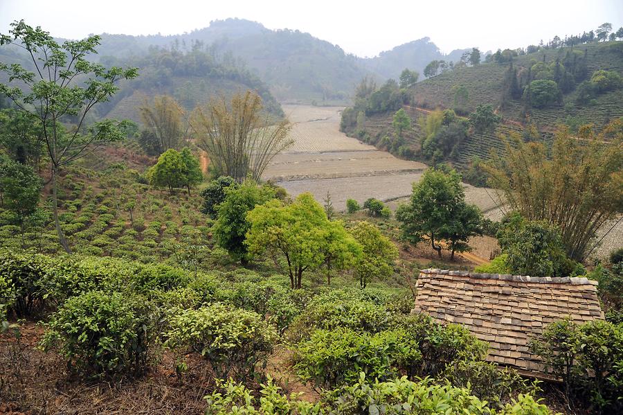 Tea Plantation