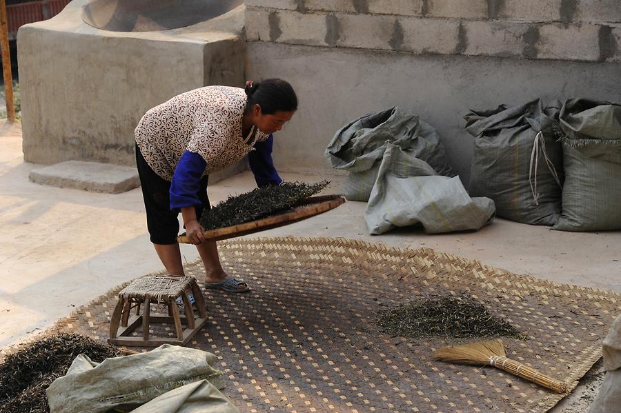 The Drying of Tea