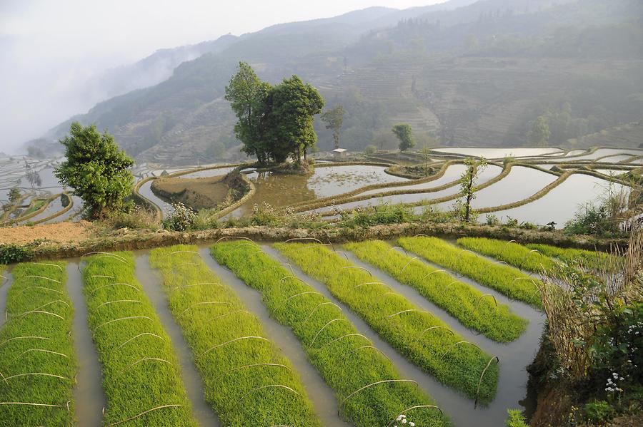 Rice Terraces near Qingkou