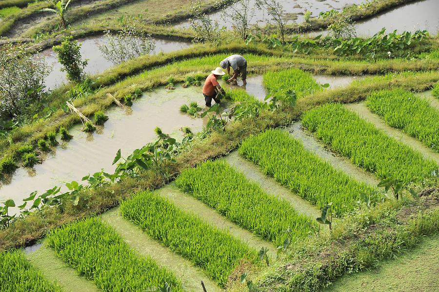 Rice Terraces near Qingkou