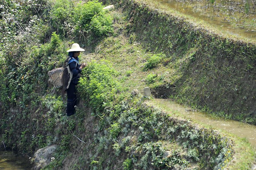 Rice Terraces near Qingkou