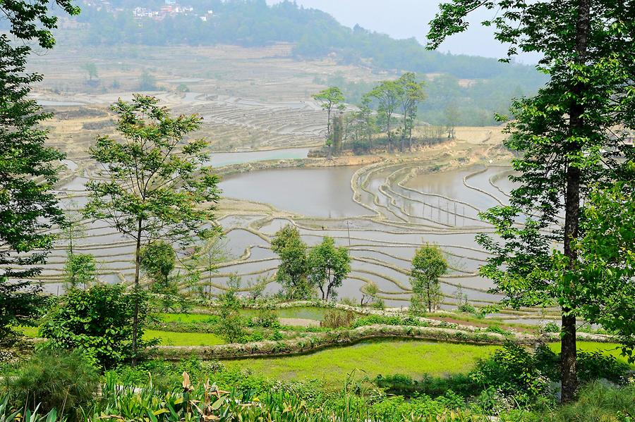 Rice Terraces near Qingkou