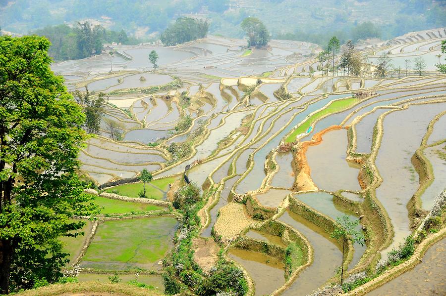 Rice Terraces near Qingkou