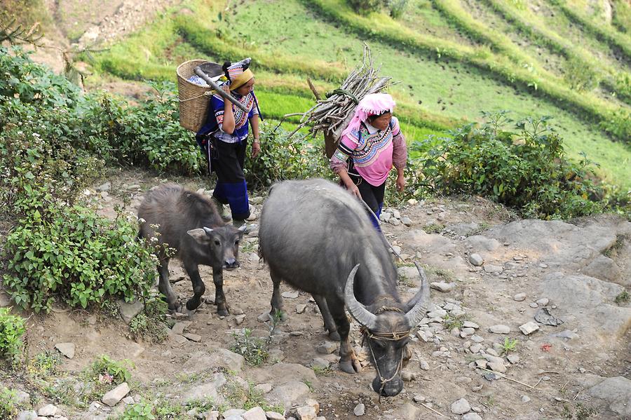 The Rice Terraces of Laohuzui - Water Buffalo