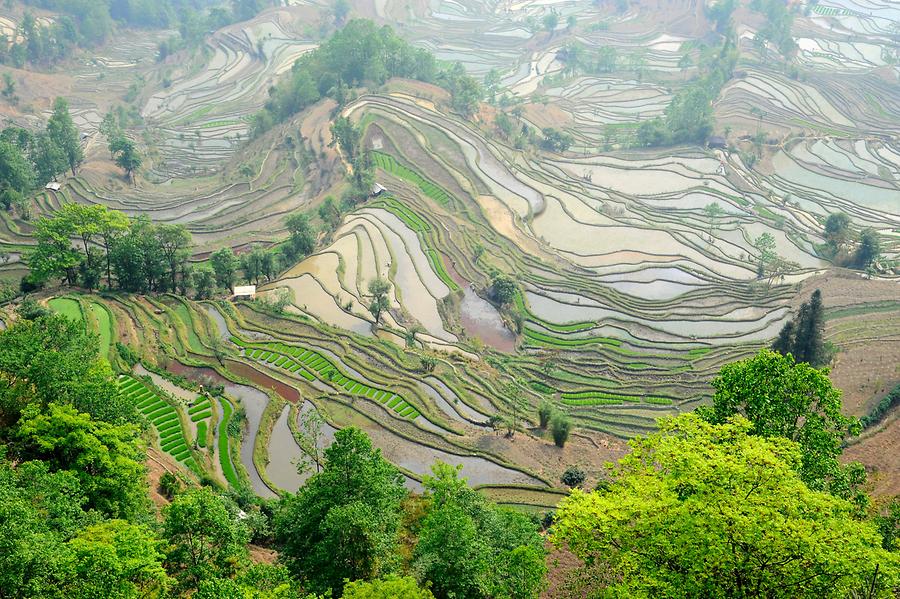 The Rice Terraces of Laohuzui