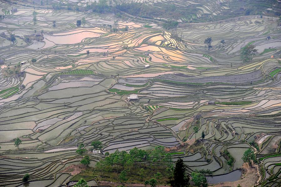 The Rice Terraces of Laohuzui