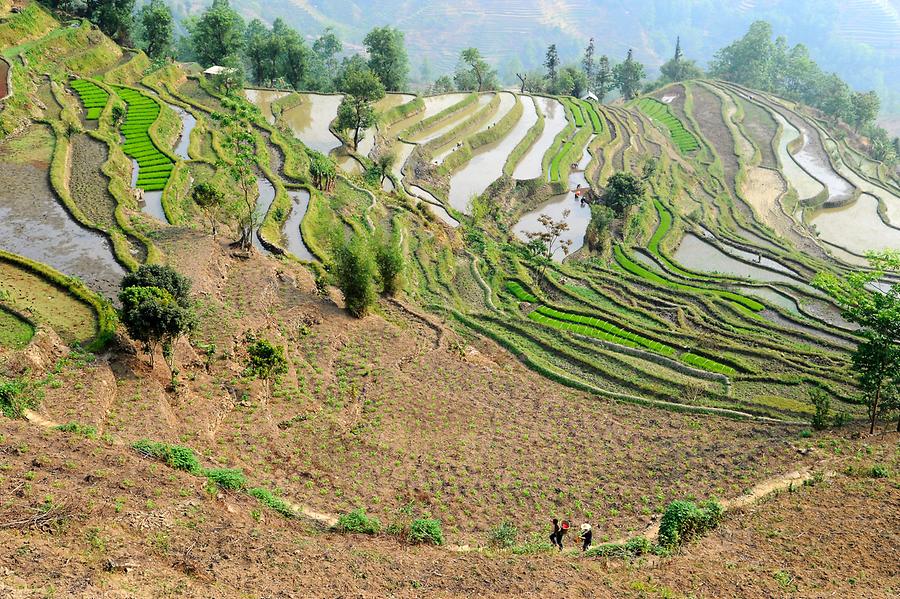 The Rice Terraces of Laohuzui