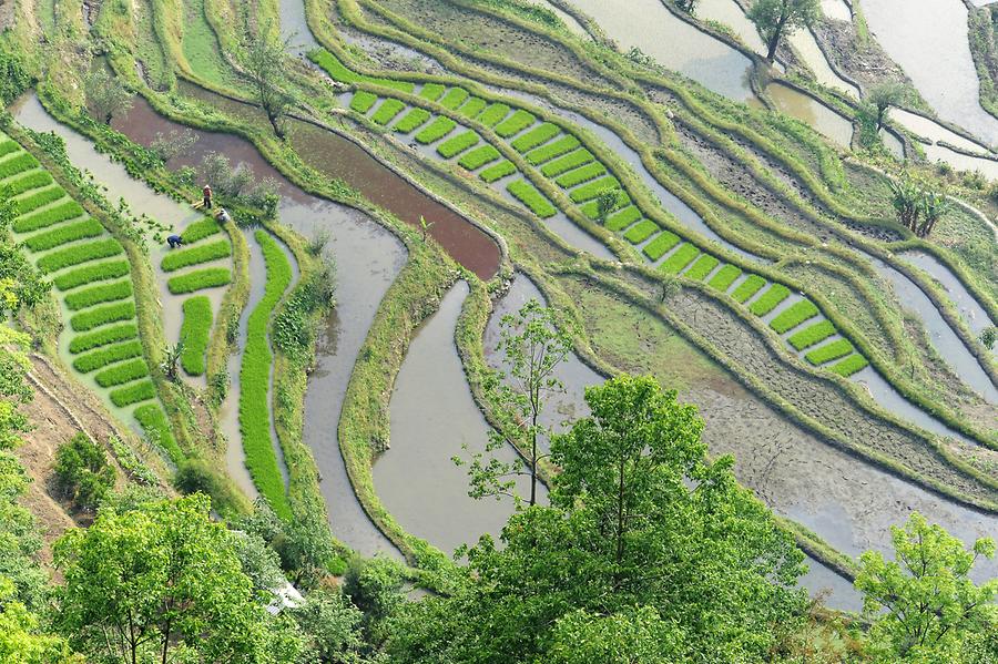 The Rice Terraces of Laohuzui