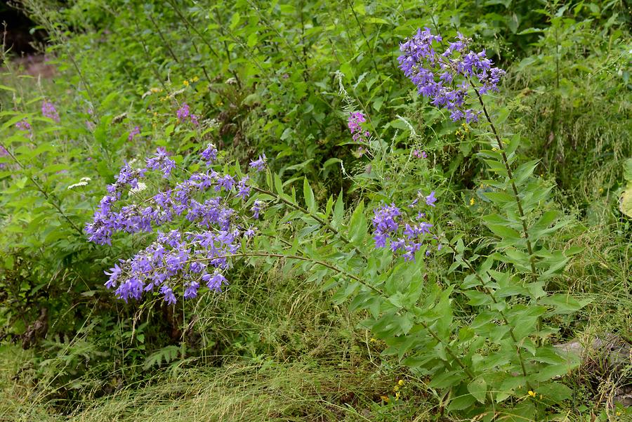 Goderdzi Pass - Forest Flowers