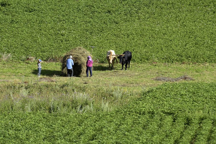 Lakhiri - Farming