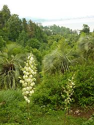 Plants form all over the world