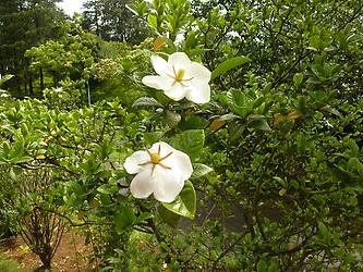 Plants form all over the world