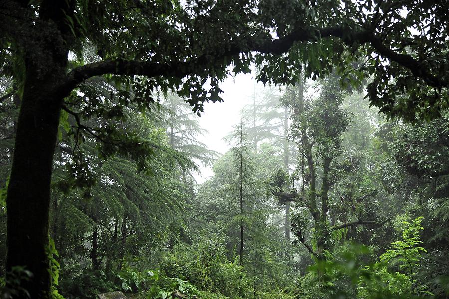 Cloud Forest