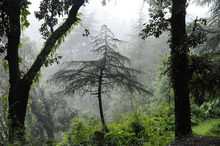 Cloud Forest