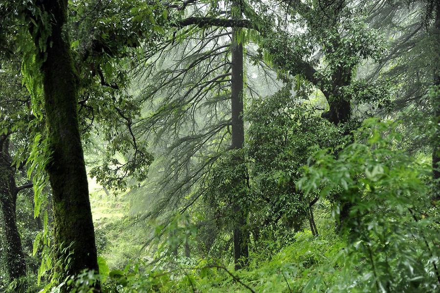 Cloud Forest