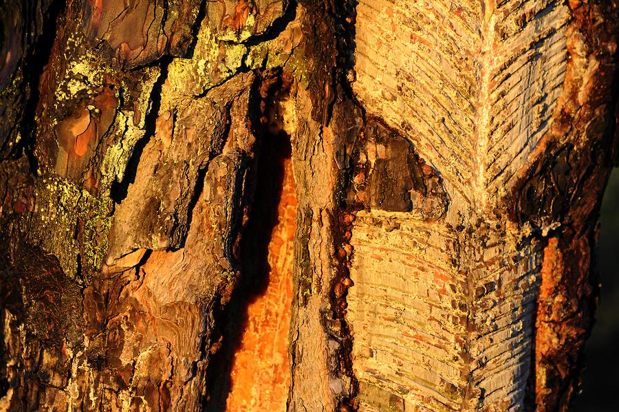 Landscape near Dharamsala; Detail