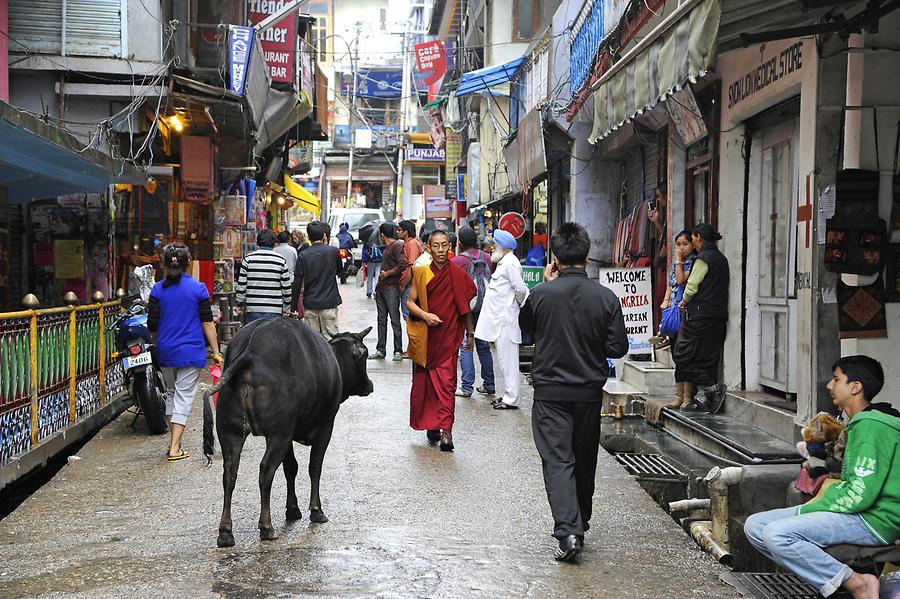 McLeod Ganj - Street Scene