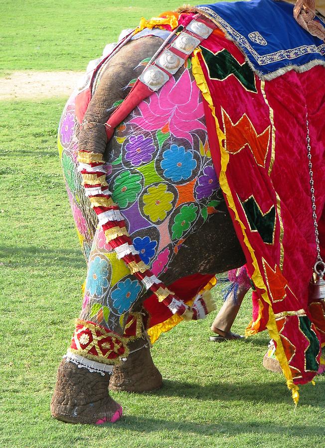 Elephant Festival