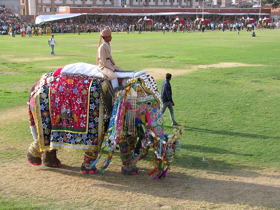 Elephant Festival