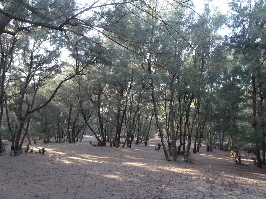 Puri - Beach; Forest