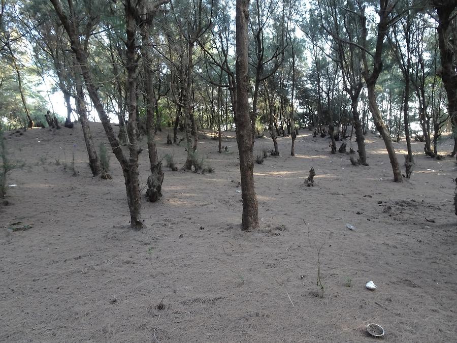 Puri - Beach; Forest