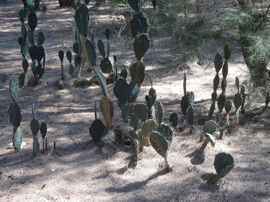 Puri - Beach; Forest, Cactuses