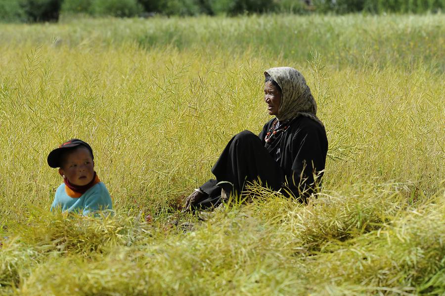 Harvesting near Chemrey