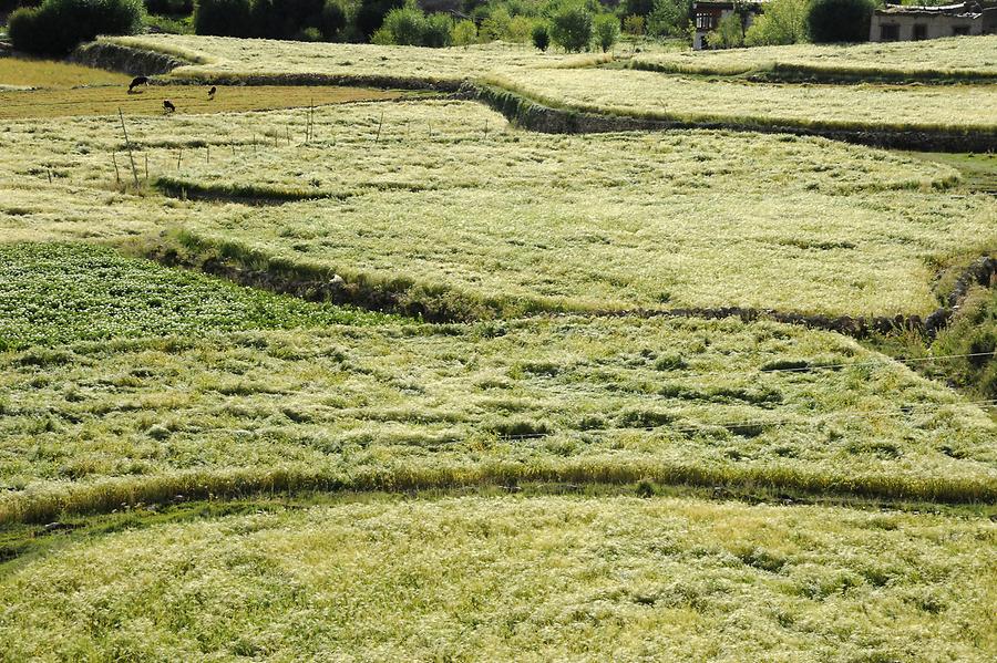 Landscape near Sakti