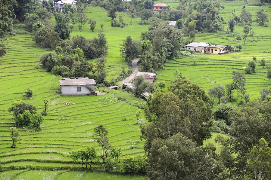 Paddy Fields near Gharanun