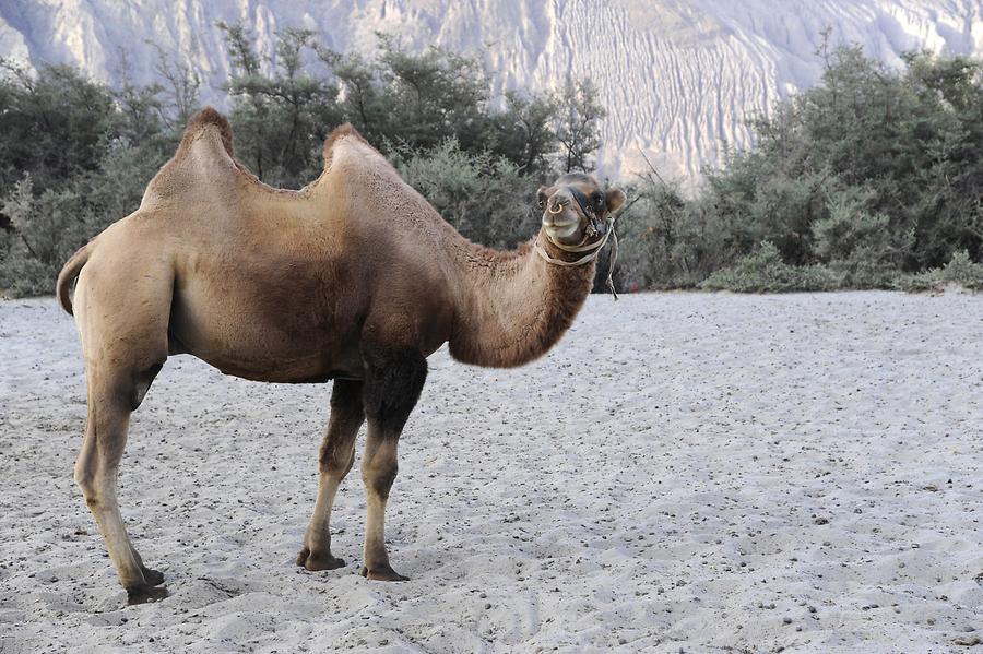 Sand Dunes near Hundar; Two-Hamped Camel