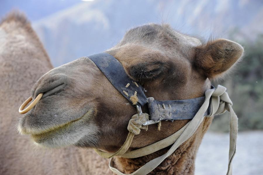 Sand Dunes near Hundar; Two-Hamped Camel