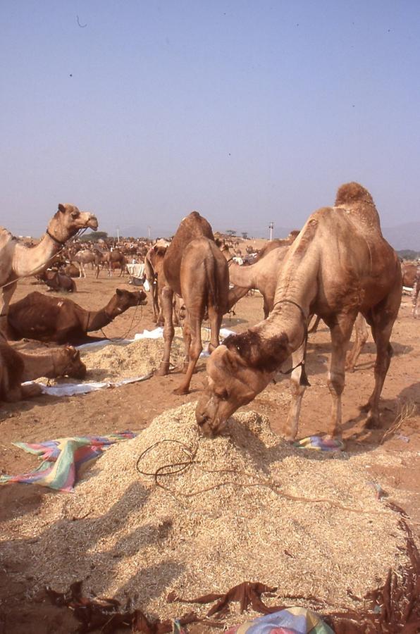 Decorated Camel