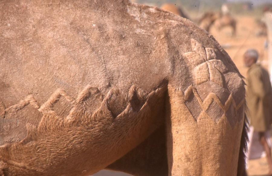 Decorated Camel