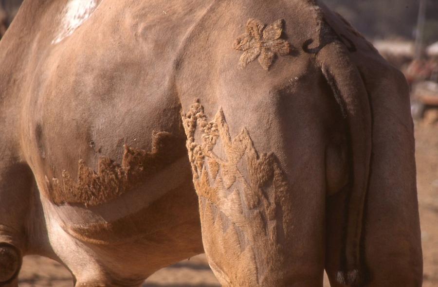 Decorated Camel