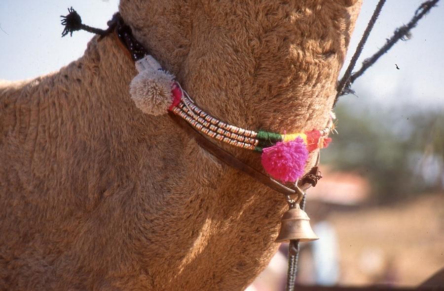 Decorated Camel