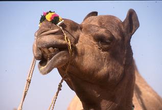Decorated Camel (5)