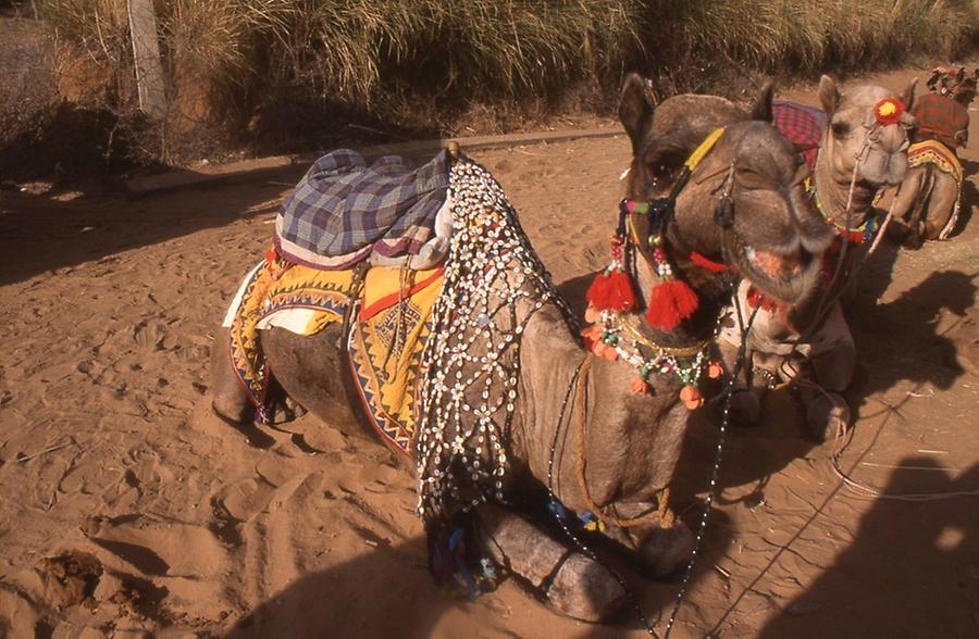 Decorated Camel