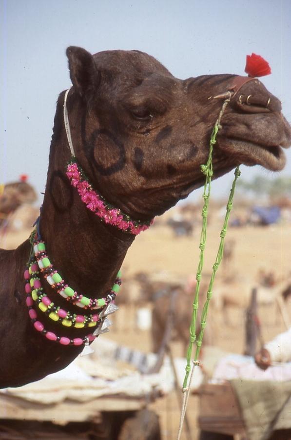 Decorated Camel