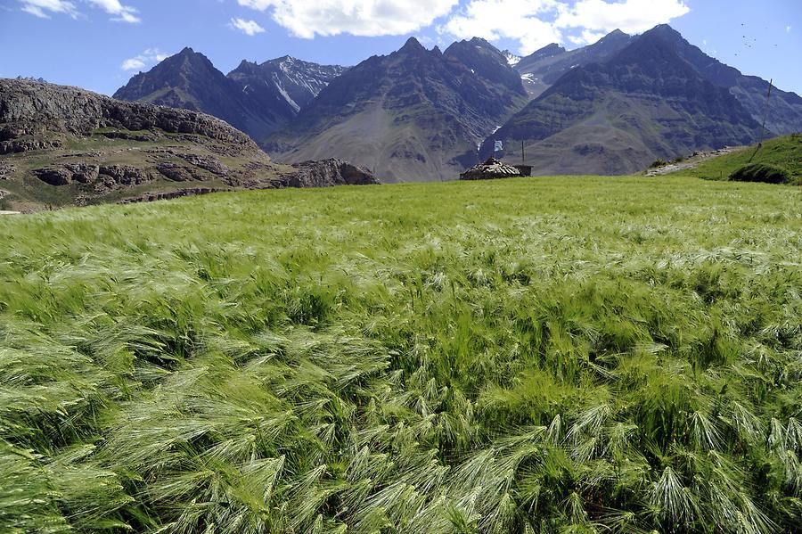 Pin Valley - Barley Field