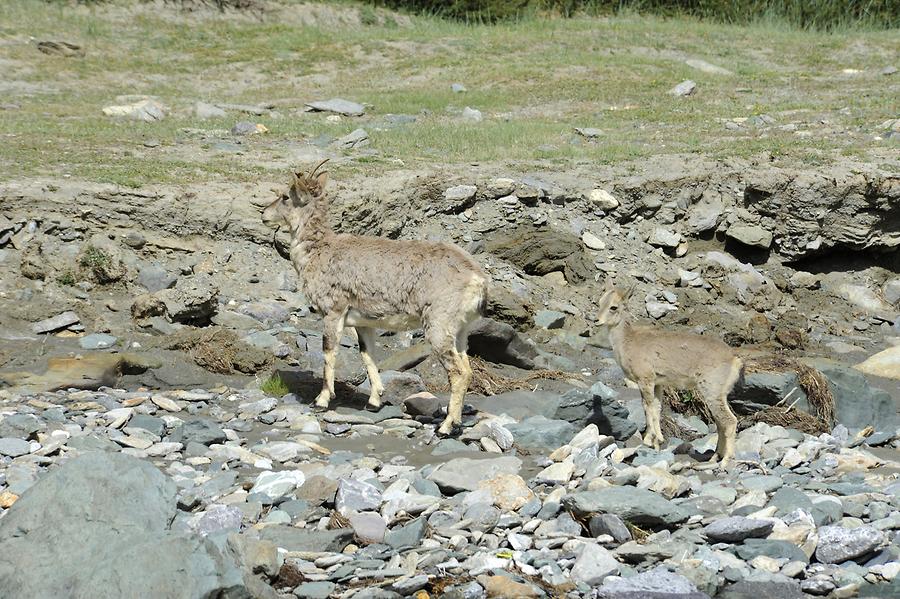 Cashmere Goats