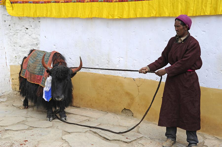 Korzok Gu-stor Festival - Animal Sacrifice