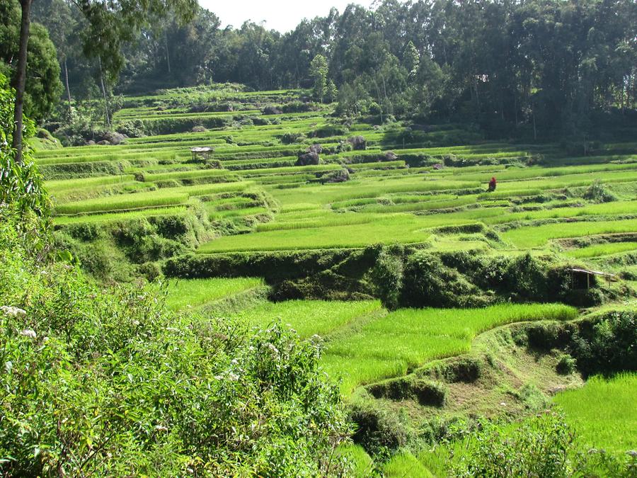 Karstic Highland with Paddy Fields