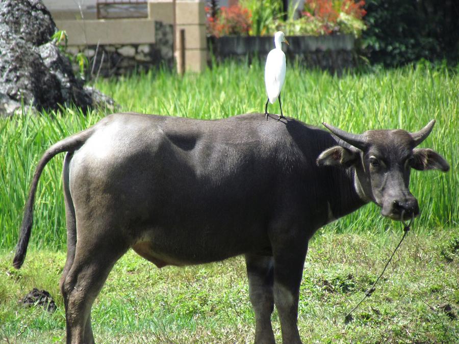 Water Buffalo and Heron