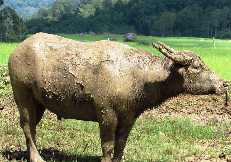 Water Buffalo with 'Mud Mask'