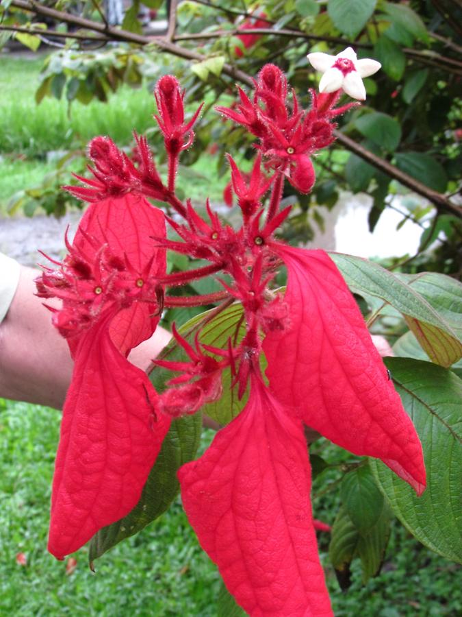 Beautiful Red Blossom