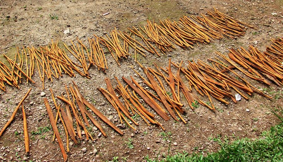 Drying Cinnamon Bark