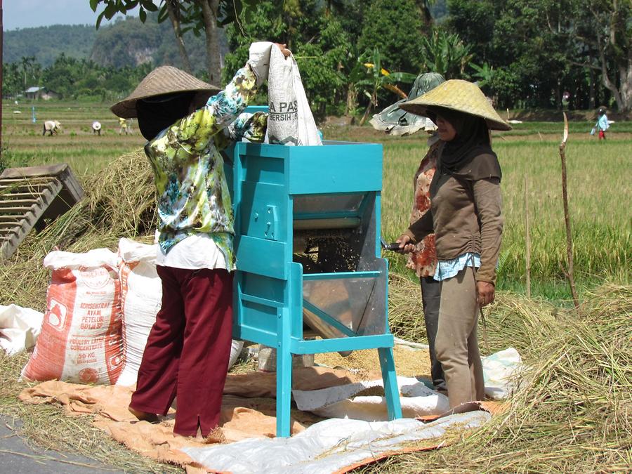 Modern Rice Harvesting