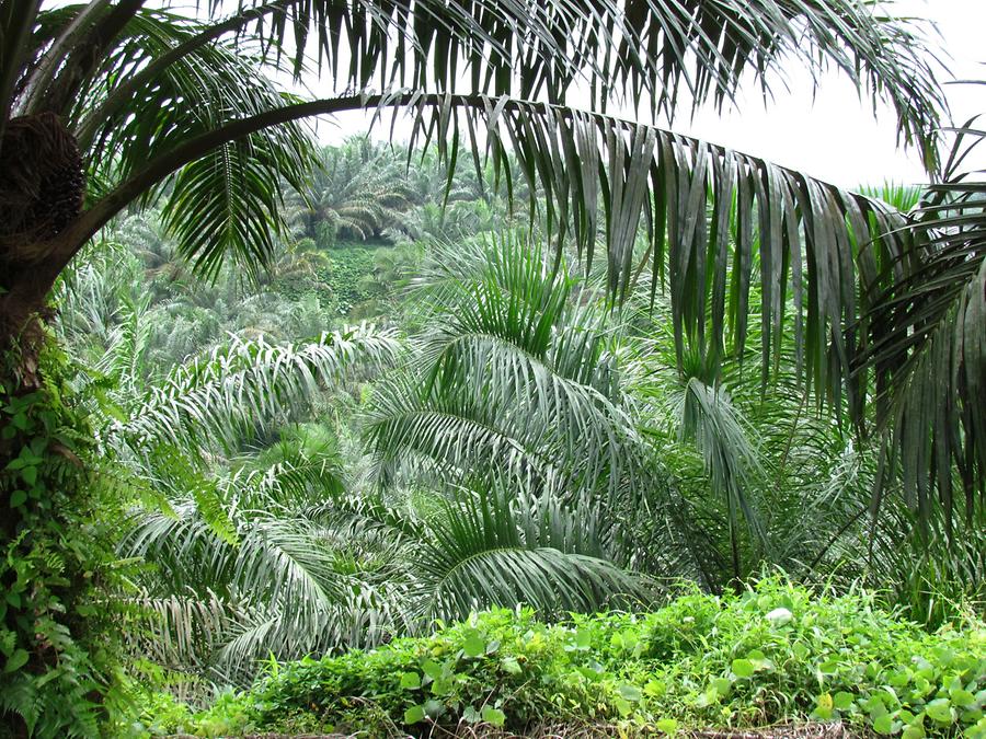 Palm Oil Plantation